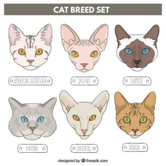 cat breeds